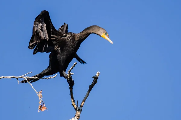 Cormorant à double crête étirant ses ailes tout en étant perché dans un grand arbre — Photo