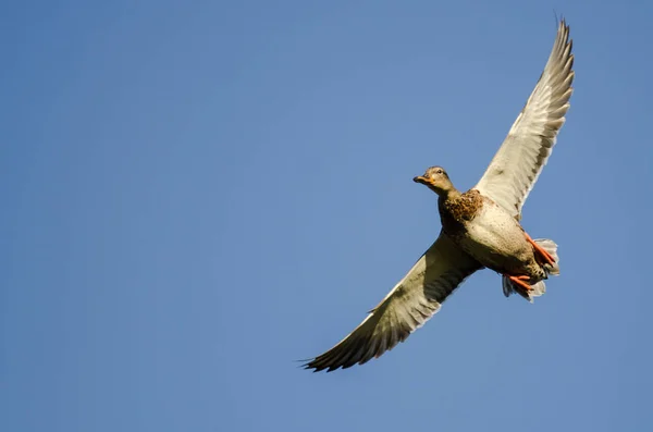 Osamělý kachna divoká kachna létání v modré obloze — Stock fotografie