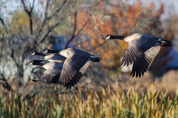 Bandada de gansos de Canadá volando más allá de los árboles de otoño —  Fotos de Stock
