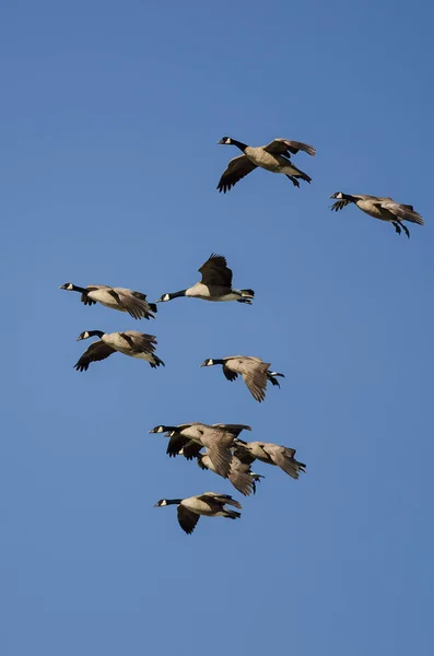 Gregge di oche canadesi che volano in un cielo blu — Foto Stock