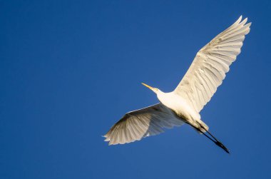 Mavi gökyüzünde uçan büyük ak balıkçıl 