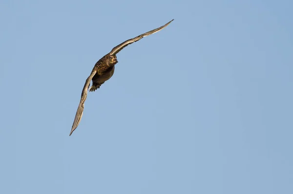 Mallard Duck Volando en un cielo azul — Foto de Stock