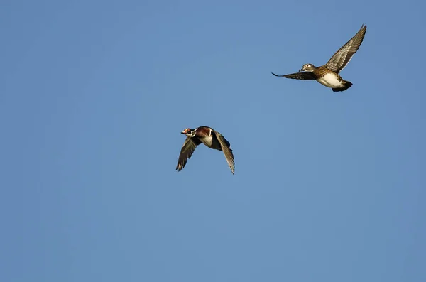 Par de patos de madeira voando em um céu azul — Fotografia de Stock