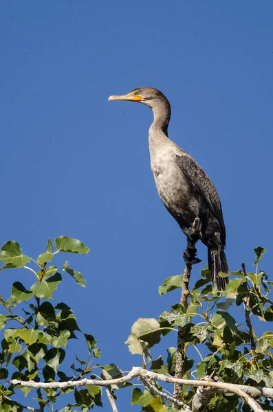 Junger Doppelhaubenkormoran hockt in hohem Baum — Stockfoto