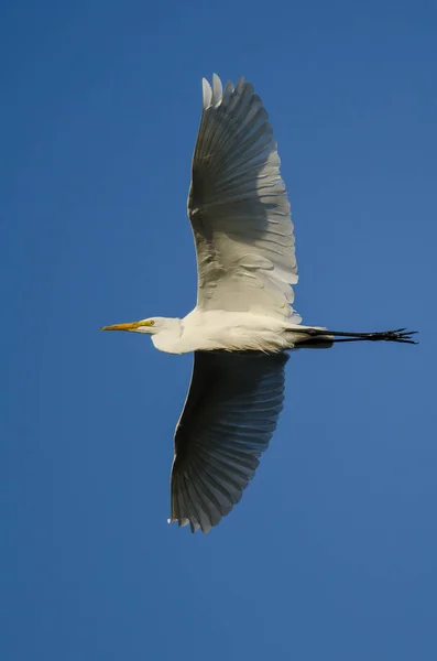 Grande Egret voando no céu azul Imagens Royalty-Free
