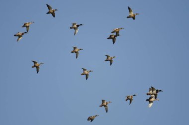 Mavi Gökte Uçan Mallard Ördekleri Sürüsü 