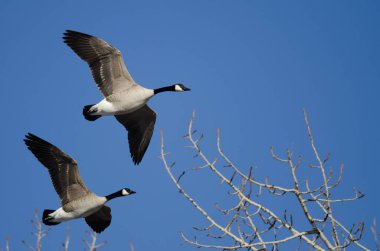 Düşük kış ağaçların üzerinden uçan Kanada kazlar 