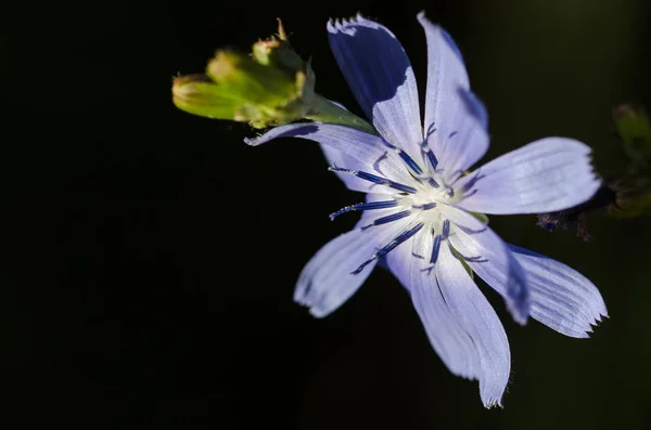 작은 파랑 꽃 자랑 스럽게 표시의 오시는 아침 햇살에 — 스톡 사진