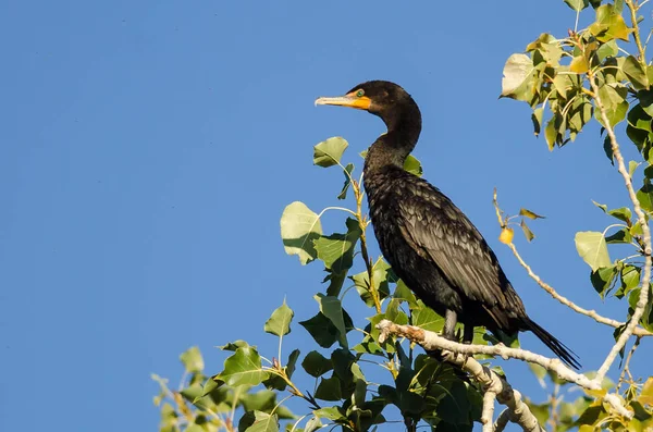 Doppelhaubenkormoran thront hoch oben in einem Baum — Stockfoto