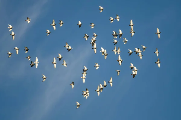 Стая скальных голубей, летящих в голубом небе — стоковое фото