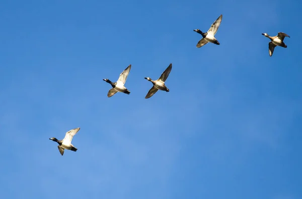Bandada de patos de cuello anular volando en un cielo azul — Foto de Stock