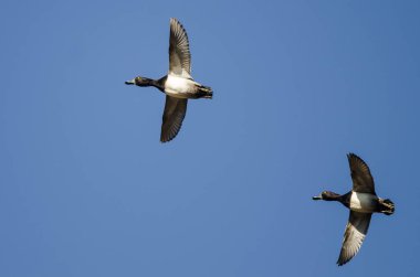 İki yüzük - boyunlu mavi gökyüzünde uçan ördek 