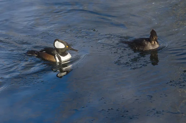 Coppia di Mergansers incappucciati che nuotano in un fiume invernale ghiacciato — Foto Stock