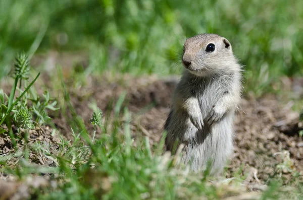 Alerta Little Ground Squirrel Guardia permanente sobre su hogar — Foto de Stock