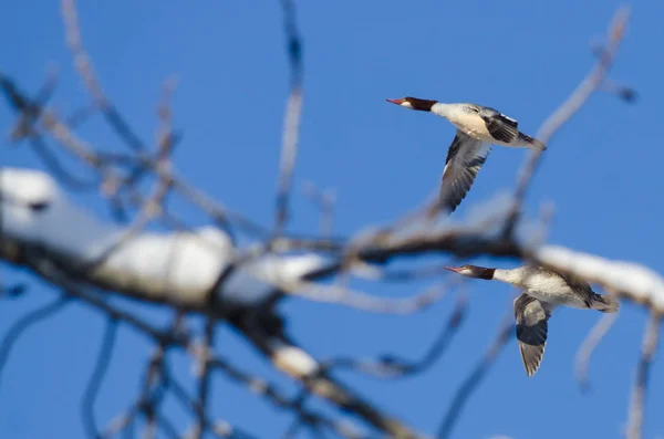 Par av gemensamma skrakar flyger förbi en snö täckta träd — Stockfoto