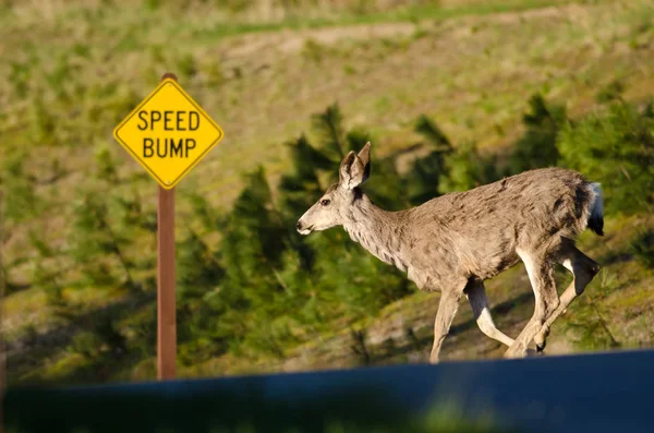 Deer Obeying Speed Bump Road Sign as It Runs — Stock Photo, Image