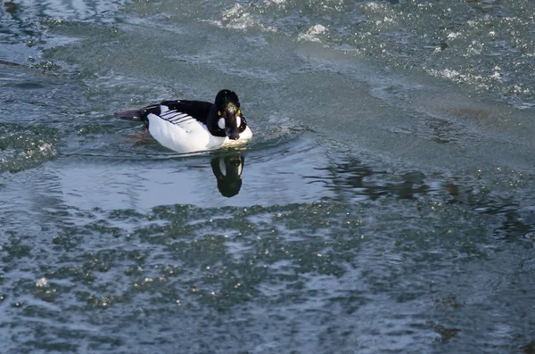 Közös Goldeneye úszik egy hideg, latyakos téli folyó — Stock Fotó