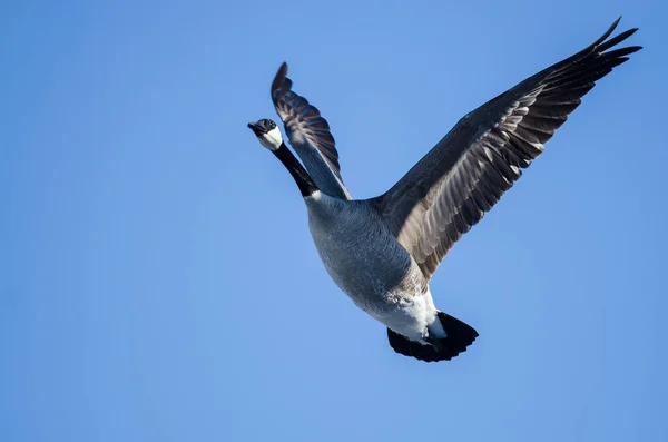 Ganso do Canadá voando em um céu azul — Fotografia de Stock