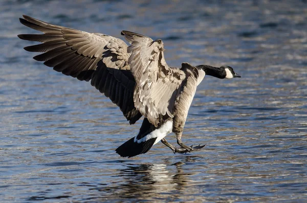 Canada Goose kommer in för landning på floden kall vinter — Stockfoto