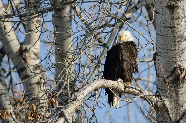 Bald Eagle zat hoog in de boom van de Winter — Stockfoto