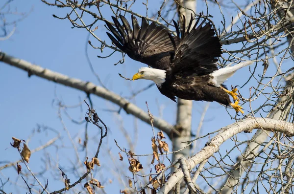 Bald Eagle biorąc do lotu z jałowe drzewo zima — Zdjęcie stockowe