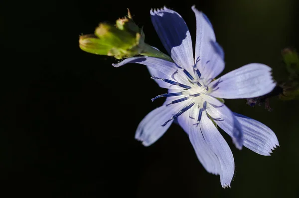 Fleur bleue minuscule affichant fièrement ses étamines au soleil du matin — Photo