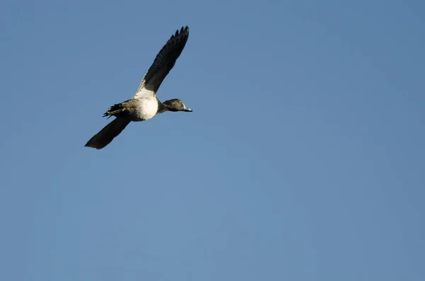 Ring-Necked Duck Flying in a Blue Sky — Stock Photo, Image