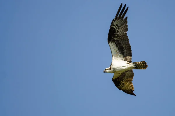 Lone Osprey vliegen in de blauwe hemel — Stockfoto
