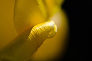 Doğa Özet: Yıldızlararası solucan deliği ya da Tulip Petal 