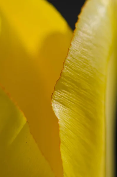 Natur abstrakt: die zarten gelben Tulpenblätter des Frühlings aus der Nähe betrachten — Stockfoto