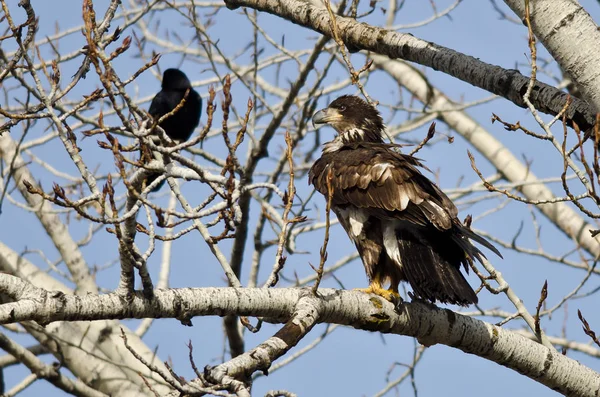 骄傲的年轻秃头鹰栖息在冬天树 — 图库照片