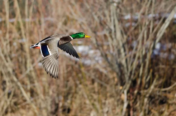 Mallard Duck Flying Past the Snow Filled Winter Woods — Stock Photo, Image