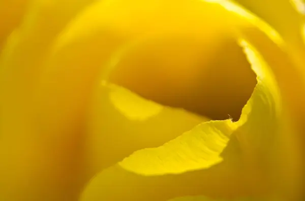 Nature abstract: eingehüllt in die goldenen Falten der gelben Tulpenblätter — Stockfoto