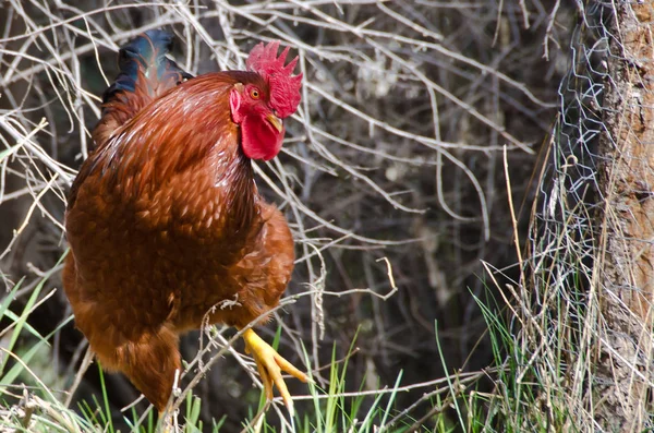 Orgulloso gallo rojo de pie alto en la hierba verde — Foto de Stock