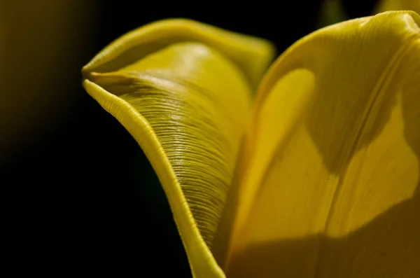 Nature Abstract : Regardez de près les délicats pétales de tulipes jaunes du printemps — Photo