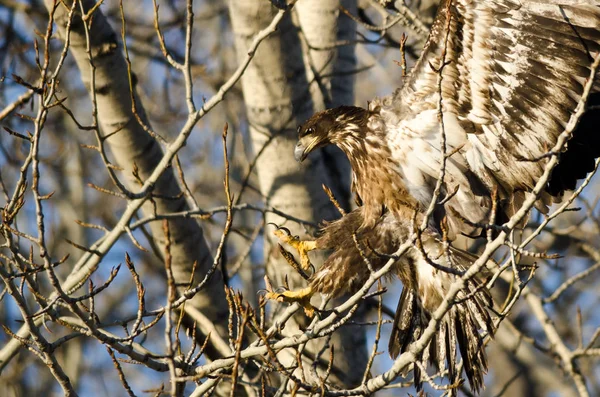 年轻的秃头鹰，伸手一次着陆在一个贫瘠的树 — 图库照片