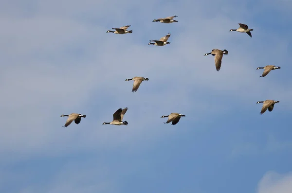 Flock of Canada Geese Flying in a Blue Sky — Stock Photo, Image