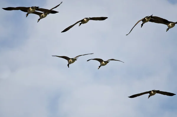 Flock of Canada Gäss som flyger i en blå himmel — Stockfoto