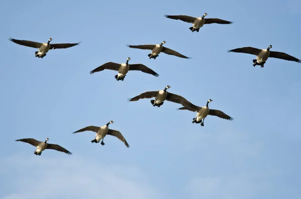 Manada de gansos de Canadá volando en un cielo azul —  Fotos de Stock