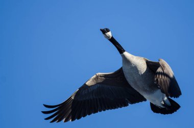 Kanada Kuğusu Mavi Gökte Uçuyor 