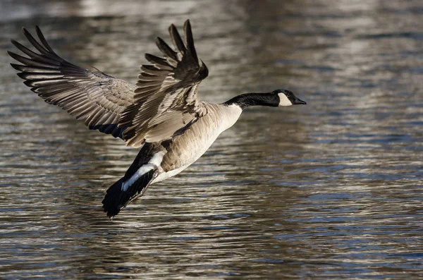 Kanadagans zur Landung auf dem kalten Winterfluss — Stockfoto