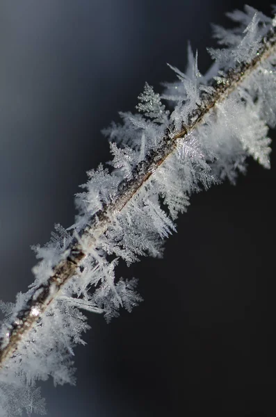 Icy Frost Crystals Clinging to the Frozen Winter Foliage — Stock Photo, Image