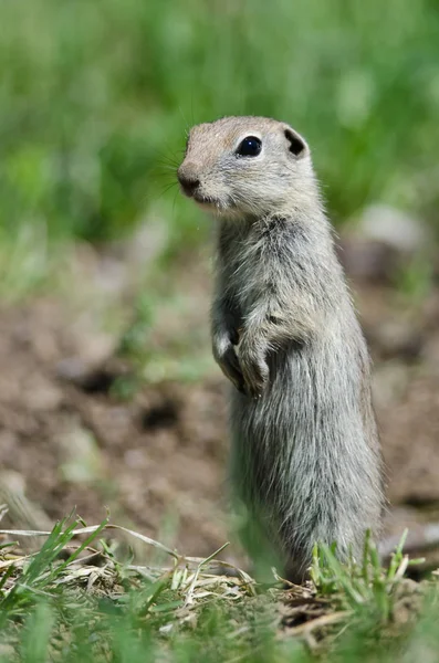 Alerta Little Ground Squirrel Guardia permanente sobre su hogar — Foto de Stock