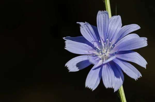 Apró kék virág büszkén megjelenítéséhez a porzó a reggeli napsütésben — Stock Fotó