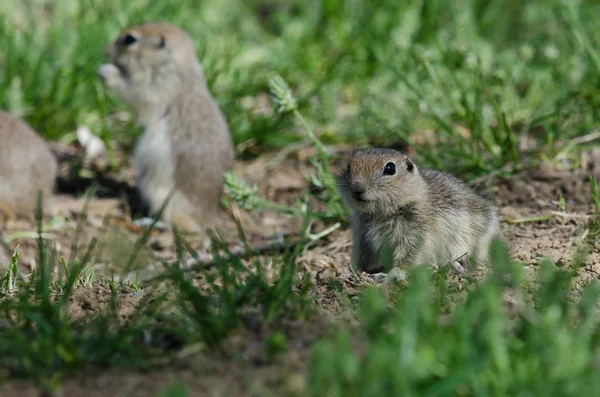 Famille de petits écureuils terrestres regroupés autour de leur trou — Photo