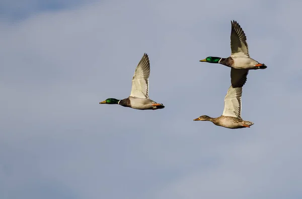 Tři kachny Mallard létající na modrém nebi — Stock fotografie