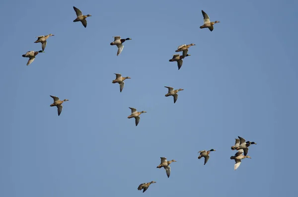 Stormo di anatre domestiche che volano in un cielo blu — Foto Stock