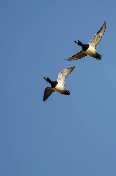 Dos patos de cuello anular volando en un cielo azul — Foto de Stock