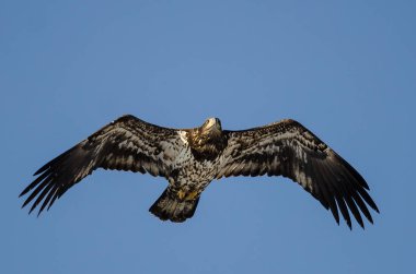 Mavi gökyüzünde uçan genç kel kartal 