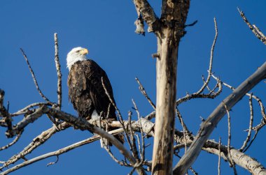 Kel kartal yüksek kış ağaca tünemiş 